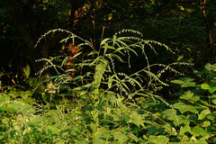 Crotalaria leptostachya